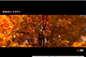 《秋日诗语》——泡桐树小学西区